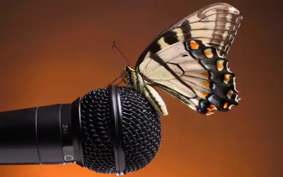 бабочка, микрофон