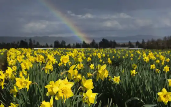 нарцисс, поле, радуга, цветы, нет, весна, нидерланд