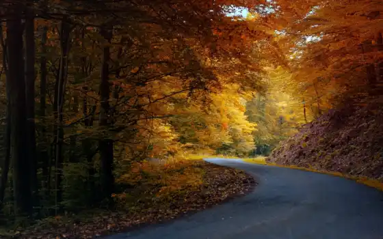 природа, осень, дорога, лес, асфальт, 