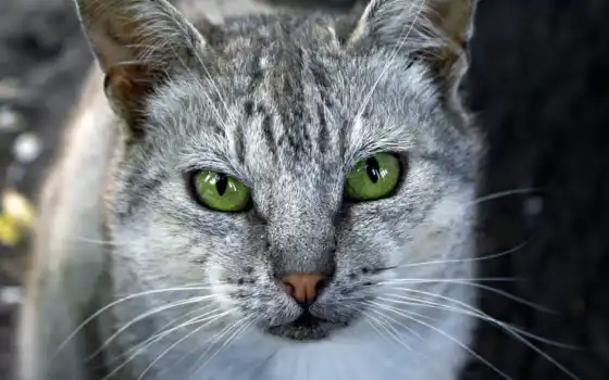 свет, кошки, кот, зеленые, кошек, глазами, глаз, лежит, котов, красивые, ус, 
