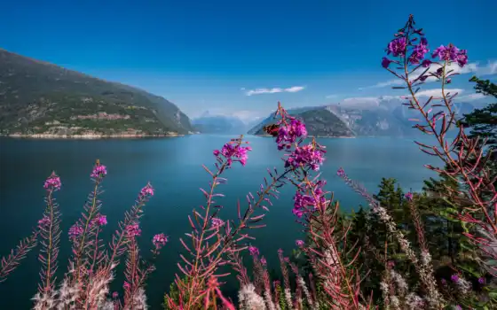 hardangerfjord, loch, fjord взгляд, фон, дикий цветок, черный цвет, зеленый цвет, зеленый цвет, универмагия