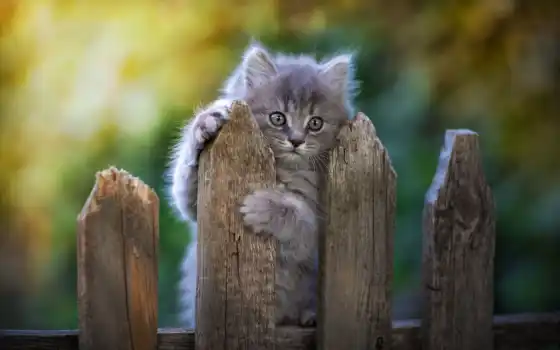 забор, коты, взгляд, лапа, серый