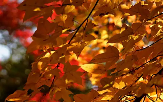 ли, лист, осень, ветвь, сезон, редкие, дерево