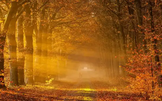 осень, пейзаж, дорога, деревья, лес, 