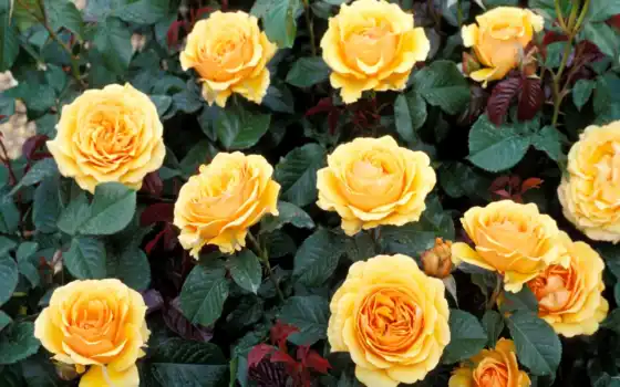 розы, желтые, возможность, цветы, качественная, коллекция, форматы, самая, большая, 