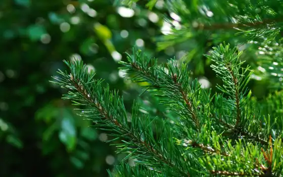 зелёный, pine, мексиканский, pinyon, дерево, palm, discover, pin, добавить, растительность, игла