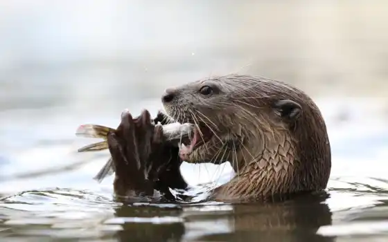 otter, вода, животное, под, может, река, рыба, охота, который, паши