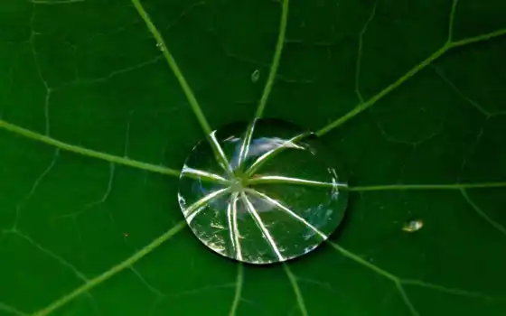 id, water, растение, drop, gocce