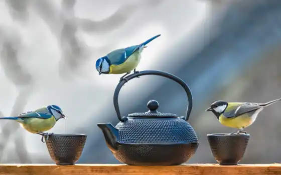 птица, tit, circle, animal, чайник, три, titmouse, трио, vtroi, лист, природа