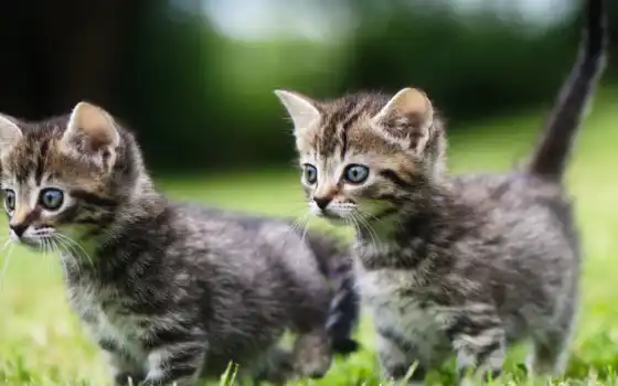 маленький, котенок, кот, трава, два, найти, редкость, галерея, тыс