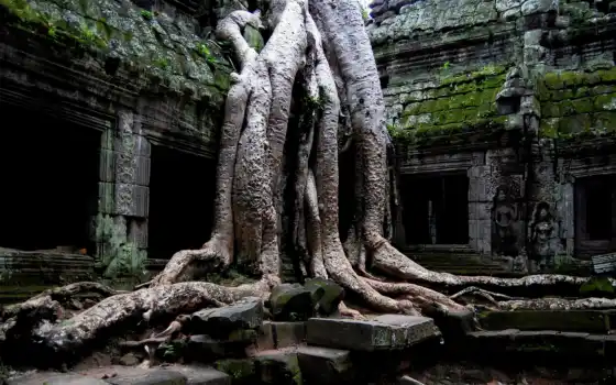 храм, руины, фон, камбоджа, ангкор, настольный, бесплатно, скачать, рисовать, буддха, пром, природа, ват, широкий экран,