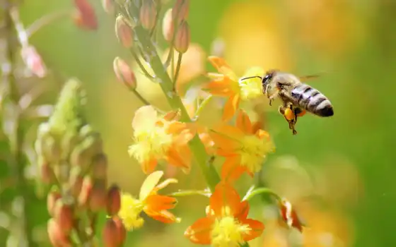 природа, цветы, пчелка, макро, качество, хорошее, 