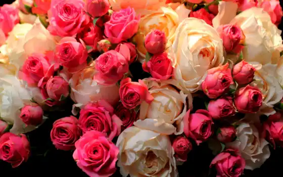 iphone, розы, цветы, красный, белый, плюс, розы, бесплатно,