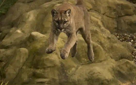 cougar, animal