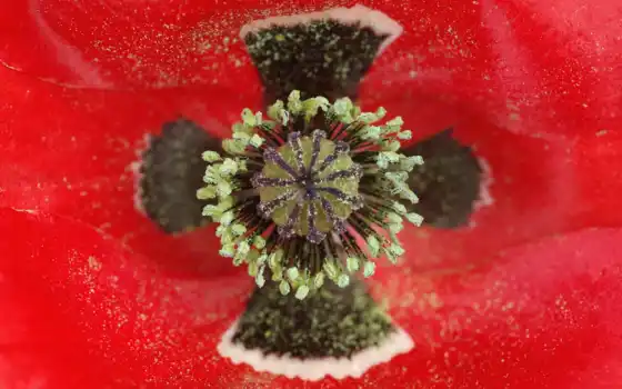 poppy, мемориал, солдат