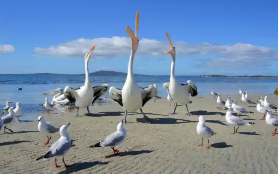 птица, пеликан, чайка, пляж, море, животное