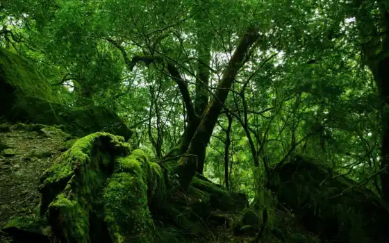 лес, зелень, деревья, мох, природа, ветки, дремучий, камни, ветви, цвет, 