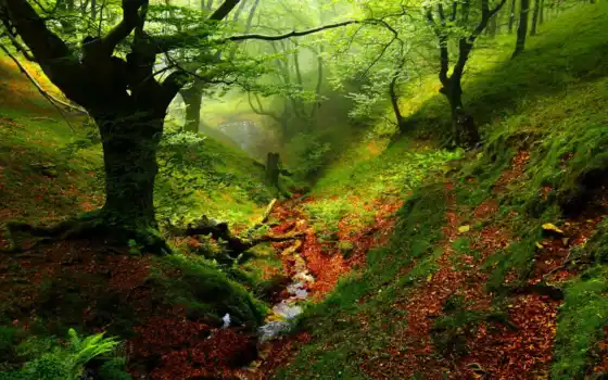 лес, овраг, река, trees, природа, ручей, дерево, мох, сосны, красивые, summer, 