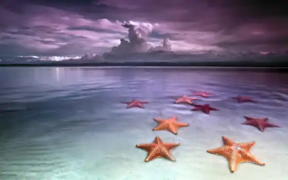 морские, звезды, море, мелкое, мальчик, русские, море