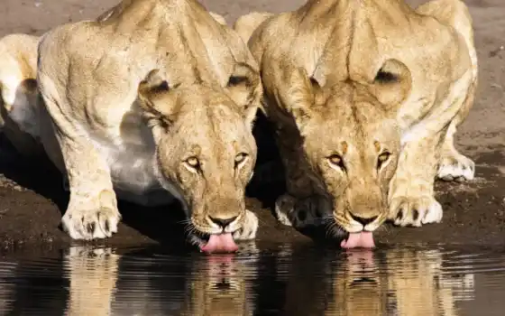животное, напиток, живые, вода, львица, лев, млекопитающее, тема