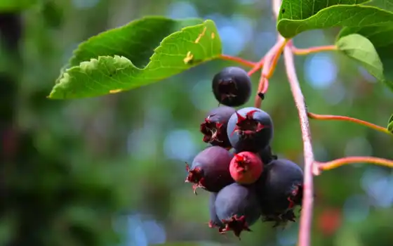 ягода, дерево, еда, черная, природа