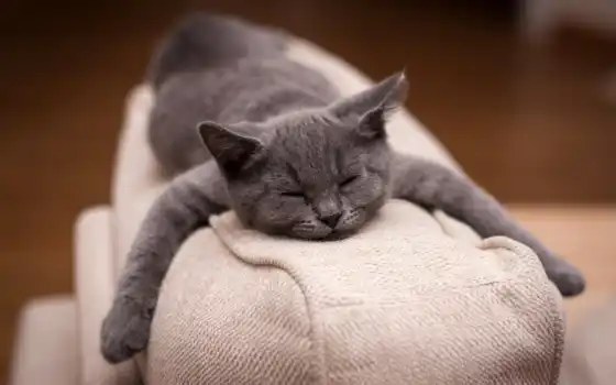 , кот, сон, подушка, котэ,