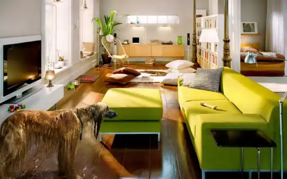 диван, зеленые, собака, уровень, мокрая, зелёный, ответить, комната, нравится, растение, 