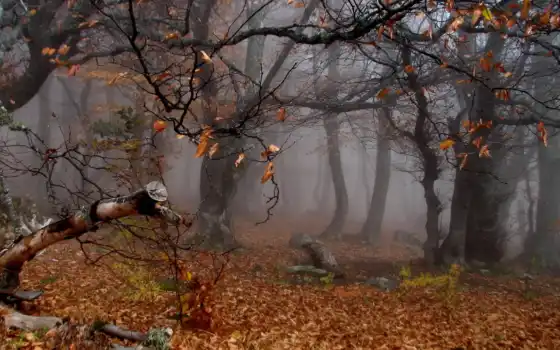осень, деревья,