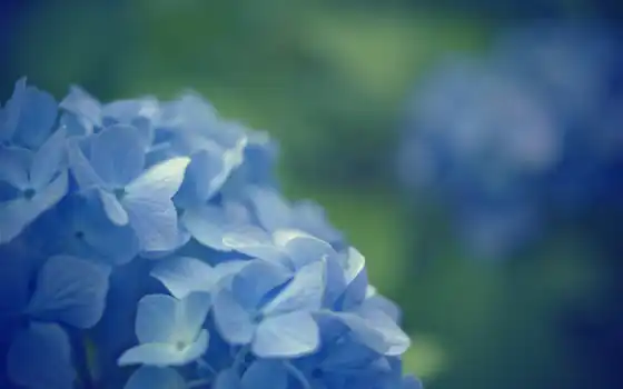 cvety, синие, макро, цветочки, голубые, blue, красивые, 