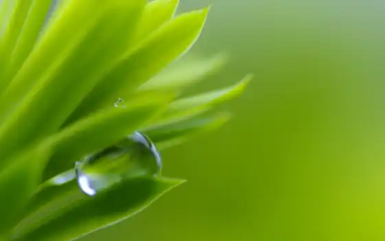 drop, water, makryi, leaf, зелёный