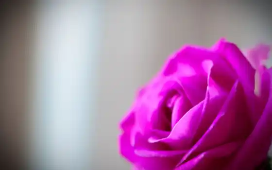 цветы, роза