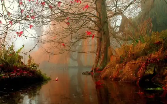осень, дерево, листья, вода, река, лес, 