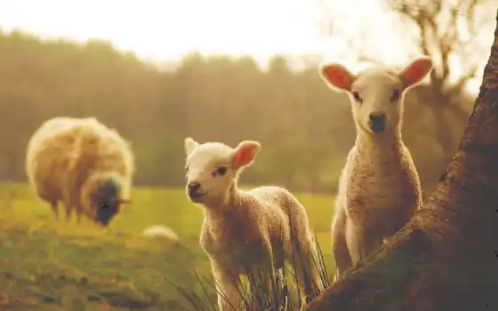 овцы, цыплята, ягнята, детены, кладка, качество, рабочий день,