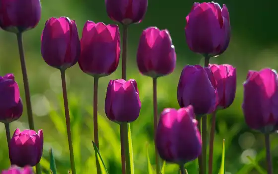 тюльпаны, широформатные, розовые, пурпурлу, к десятку, фоторобея, рисование, трава, весна
