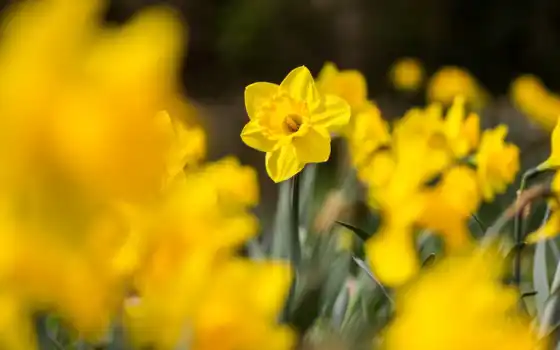 daffodil, отель, хартфорд, весна, рубрика