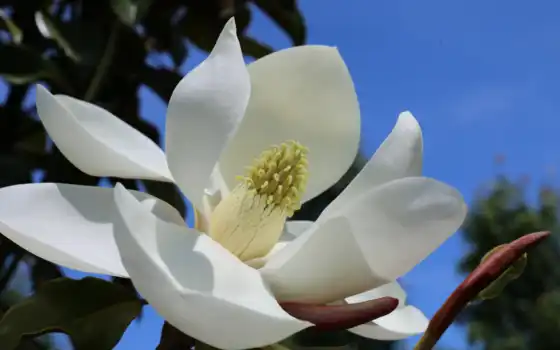 magnolia, дерево, southern, браун, красавица, bracken, цветы, растение, корабль