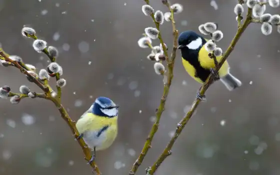 синица, птица, голубая, ветка, северная, вогезы, обьективная, природа, снегопад