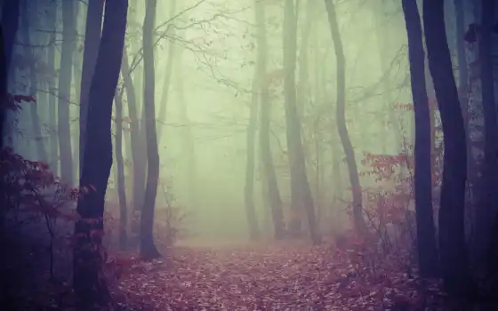 лес, туманные, горные,