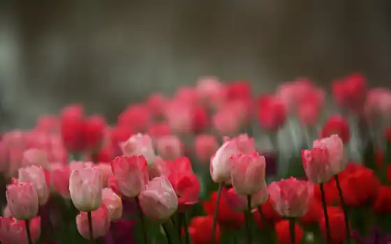 цветы, тюльпаны, 