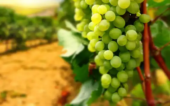 виноград, удобрение