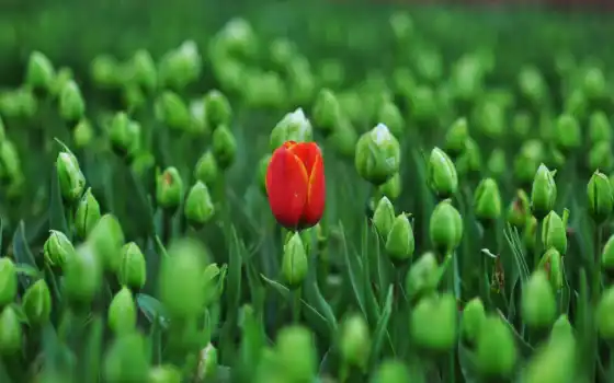 тюльпан, красный, примавера