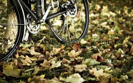 велосипед, листья, осень, фото, 