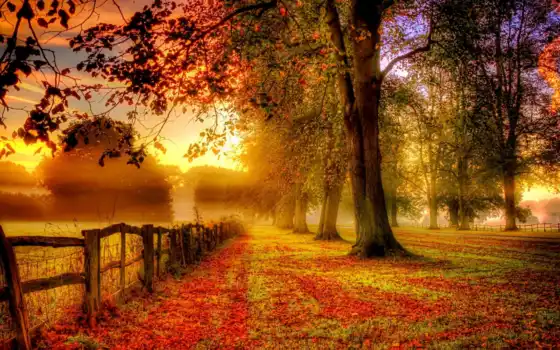 природа, осень, года, времена, деревья, листья, смотреть, обою, 