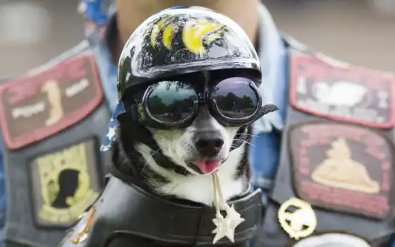 собака, очки, собаки, шлем, морда, шлеме, ткань, костюме, защитном, байкера, за, 