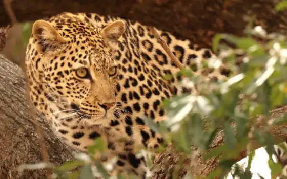 леопард, tags, африка, african, кот, 