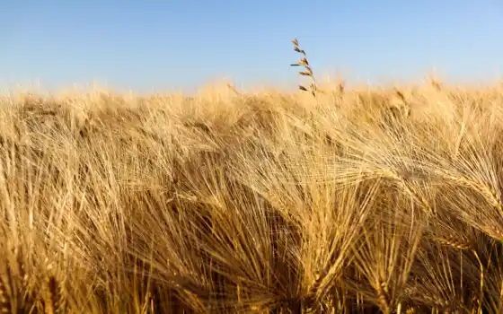 пшеница, серьги, урожай, поле, небо, колосок