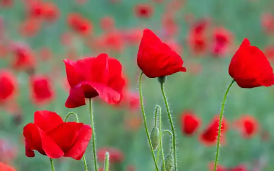 день, poppy, remembrance
