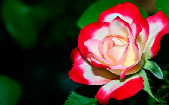 обои, обои, цветы, розы, симлери, розы, çiçek, hd, цветные розы, красный, белый, ярко, окрашенные, лепестки, деликатные, скачать,