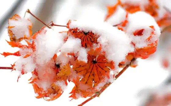 ли, зимнее, духовное, осенние, вкусные, осень, ветви, шарфы,