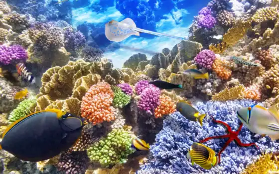 world, underwater, кораллы, pisces, zhivotnye, zoom, бесплатные, 